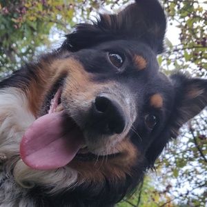 Meet your Posher, Asher